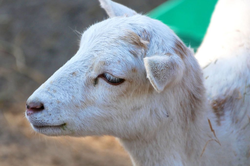 Hausziege - Scharmuntzelland